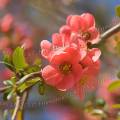001026 Branche fleurie de Cognassier du Japon (Chaenomeles japonica).