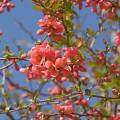 001027 Branche fleurie de Cognassier du Japon (Chaenomeles japonica).