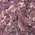 001028 Branche fleurie de Prunier de Pissard (Prunus cerasifera Pissardii).