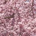001029 Branche fleurie de Prunier de Pissard (Prunus cerasifera Pissardii).