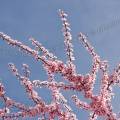 001030 Branche fleurie de Prunier de Pissard (Prunus cerasifera Pissardii).