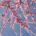 001031 Branche fleurie de Prunier de Pissard (Prunus cerasifera Pissardii).