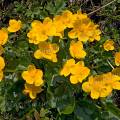 001042 Populage des marais (Caltha palustris)  la lisire d'une fort (Jura (39), France).