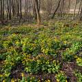 001043 Populage des marais (Caltha palustris)  la lisire d'une fort (Jura (39), France).