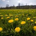 001046 Prairie recouverte de pissenlits (Taraxacum officinale) en fleurs au printemps (Jura (39), France).