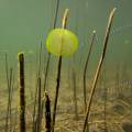 001047 Colonie d'algues vertes dans le lac d'Ilay au dbut du printemps (Jura (39), France). Ces algues de la familles des chlorophyces (chlorophyceae) sont prsentes dans les eaux riches en composs azots. Elles sont constitues de cellules immobiles noyes dans une gele et forment des colonies appeles c?nobes.
