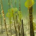 001050 Colonie d'algues vertes dans le lac d'Ilay au dbut du printemps (Jura (39), France). Ces algues de la familles des chlorophyces (chlorophyceae) sont prsentes dans les eaux riches en composs azots. Elles sont constitues de cellules immobiles noyes dans une gele et forment des colonies appeles c?nobes.
