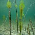 001051 Colonie d'algues vertes dans le lac d'Ilay au dbut du printemps (Jura (39), France). Ces algues de la familles des chlorophyces (chlorophyceae) sont prsentes dans les eaux riches en composs azots. Elles sont constitues de cellules immobiles noyes dans une gele et forment des colonies appeles c?nobes.