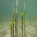 001052 Colonie d'algues vertes dans le lac d'Ilay au dbut du printemps (Jura (39), France). Ces algues de la familles des chlorophyces (chlorophyceae) sont prsentes dans les eaux riches en composs azots. Elles sont constitues de cellules immobiles noyes dans une gele et forment des colonies appeles c?nobes.