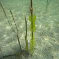 001053 Colonie d'algues vertes dans le lac d'Ilay au dbut du printemps (Jura (39), France). Ces algues de la familles des chlorophyces (chlorophyceae) sont prsentes dans les eaux riches en composs azots. Elles sont constitues de cellules immobiles noyes dans une gele et forment des colonies appeles c?nobes.
