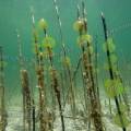 001054 Colonie d'algues vertes dans le lac d'Ilay au dbut du printemps (Jura (39), France). Ces algues de la familles des chlorophyces (chlorophyceae) sont prsentes dans les eaux riches en composs azots. Elles sont constitues de cellules immobiles noyes dans une gele et forment des colonies appeles c?nobes.