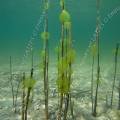 001055 Colonie d'algues vertes dans le lac d'Ilay au dbut du printemps (Jura (39), France). Ces algues de la familles des chlorophyces (chlorophyceae) sont prsentes dans les eaux riches en composs azots. Elles sont constitues de cellules immobiles noyes dans une gele et forment des colonies appeles c?nobes.