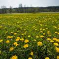 001061 Prairie recouverte de pissenlits (Taraxacum officinale) en fleurs au printemps (Jura (39), France).