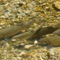 001068 Gardons galants (Rutilus pigus) sur une frayre dans la rivire Adda non loin du lac de Cme (Lombardie, Italie). Le frai que l'on voit ici se droule en eau peu profonde en avril / mai.