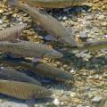 001069 Gardons galants (Rutilus pigus) sur une frayre dans la rivire Adda non loin du lac de Cme (Lombardie, Italie). Le frai que l'on voit ici se droule en eau peu profonde en avril / mai.