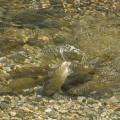 001070 Gardons galants (Rutilus pigus) sur une frayre dans la rivire Adda non loin du lac de Cme (Lombardie, Italie). Le frai que l'on voit ici se droule en eau peu profonde en avril / mai.