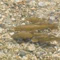 001072 Gardons galants (Rutilus pigus) sur une frayre dans la rivire Adda non loin du lac de Cme (Lombardie, Italie). Le frai que l'on voit ici se droule en eau peu profonde en avril / mai.