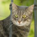001073 Chat commun (Felis catus domesticus) aux yeux verts (Lombardie, Italie).
