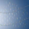 001086 Alevins de poissons d'eau douce en milieu naturel (France). Les poissons sont vus de dessous alors qu'ils voluent sous la surface de l'eau un jour de ciel bleu.