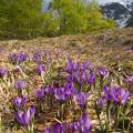 001137 Crocus sauvages (Crocus sp) dans la Rserve Naturelle de la Valle de Chaudefour (Puy-de-Dme (63), France). De la fleur de crocus est tire l'pice la plus chre du monde du fait de la difficult de sa rcolte. Il faut cueillir prs de 150 000 fleurs de crocus pour obtenir 5 kg de stigmates qui donneront 1 kg de safran.