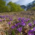 001138 Crocus sauvages (Crocus sp) dans la Rserve Naturelle de la Valle de Chaudefour (Puy-de-Dme (63), France). De la fleur de crocus est tire l'pice la plus chre du monde du fait de la difficult de sa rcolte. Il faut cueillir prs de 150 000 fleurs de crocus pour obtenir 5 kg de stigmates qui donneront 1 kg de safran.