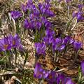 001139 Crocus sauvages (Crocus sp) dans la Rserve Naturelle de la Valle de Chaudefour (Puy-de-Dme (63), France). De la fleur de crocus est tire l'pice la plus chre du monde du fait de la difficult de sa rcolte. Il faut cueillir prs de 150 000 fleurs de crocus pour obtenir 5 kg de stigmates qui donneront 1 kg de safran.