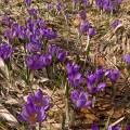 001143 Crocus sauvages (Crocus sp) dans la Rserve Naturelle de la Valle de Chaudefour (Puy-de-Dme (63), France). De la fleur de crocus est tire l'pice la plus chre du monde du fait de la difficult de sa rcolte. Il faut cueillir prs de 150 000 fleurs de crocus pour obtenir 5 kg de stigmates qui donneront 1 kg de safran.