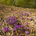 001145 Crocus sauvages (Crocus sp) dans la Rserve Naturelle de la Valle de Chaudefour (Puy-de-Dme (63), France). De la fleur de crocus est tire l'pice la plus chre du monde du fait de la difficult de sa rcolte. Il faut cueillir prs de 150 000 fleurs de crocus pour obtenir 5 kg de stigmates qui donneront 1 kg de safran.