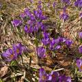 001146 Crocus sauvages (Crocus sp) dans la Rserve Naturelle de la Valle de Chaudefour (Puy-de-Dme (63), France). De la fleur de crocus est tire l'pice la plus chre du monde du fait de la difficult de sa rcolte. Il faut cueillir prs de 150 000 fleurs de crocus pour obtenir 5 kg de stigmates qui donneront 1 kg de safran.