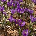 001147 Crocus sauvages (Crocus sp) dans la Rserve Naturelle de la Valle de Chaudefour (Puy-de-Dme (63), France). De la fleur de crocus est tire l'pice la plus chre du monde du fait de la difficult de sa rcolte. Il faut cueillir prs de 150 000 fleurs de crocus pour obtenir 5 kg de stigmates qui donneront 1 kg de safran.