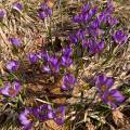 001148 Crocus sauvages (Crocus sp) dans la Rserve Naturelle de la Valle de Chaudefour (Puy-de-Dme (63), France). De la fleur de crocus est tire l'pice la plus chre du monde du fait de la difficult de sa rcolte. Il faut cueillir prs de 150 000 fleurs de crocus pour obtenir 5 kg de stigmates qui donneront 1 kg de safran.