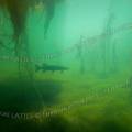 001154 Brochet (Esox lucius) en milieu naturel dans la rivire le Sagonin (Sagonne 18600, France). 