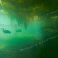 001155 Brochets (Esox lucius) en milieu naturel dans la rivire le Sagonin (Sagonne 18600, France). Comme le prouve cette image rare et contrairement  une ide reue, le brochet n'est pas un animal solitaire.