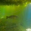001160 Carpe miroir (Cyprinus carpio carpio) en milieu naturel dans la rivire le Sagonin (Sagonne 18600, France). 