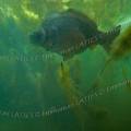 001165 Carpe miroir (Cyprinus carpio carpio) en milieu naturel dans la rivire le Sagonin (Sagonne 18600, France). 