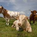 001176 Taureau (Bos taurus domesticus) de race Charolaise, vache Salers et vache de race mixte en Auvergne (Puy-de-Dme (63), France). Tel un pacha, le taureau au premier plan est couch dans l'herbe, la Salers est  droite de l'image et la vache de race mixte  gauche. Le trio est entour par un nuage de mouches.