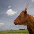 001178 Portrait de profil d'une vache (Bos taurus domesticus) de race Salers en Auvergne (Puy-de-Dme (63), France).