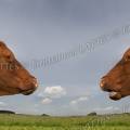 001180 Deux vaches (Bos taurus domesticus) de race Salers vues de profil et semblant communiquer entre elles (Puy-de-Dme (63), France). Assemblage de deux prises de vues.