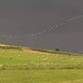 001181 Paysage de prairies au dbut de l't sous un ciel d'orage en Auvergne (Puy-de-Dme (63), France). 