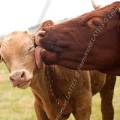 001182 Vache (Bos taurus domesticus) et son veau en Auvergne (Puy-de-Dme (63), France). La mre lche son petit, ce dbordement de tendresse semble difficile  supporter pour le veau !
