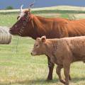 001183 Vache (Bos taurus domesticus) et son veau en Auvergne (Puy-de-Dme (63), France). 