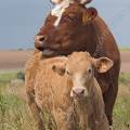 001185 Vache (Bos taurus domesticus) et son veau en Auvergne (Puy-de-Dme (63), France). 