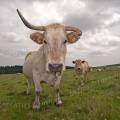 001186 Vache (Bos taurus domesticus) de race mixte en Auvergne (Puy-de-Dme (63), France). L'animal efflanqu possde des cornes particulirement asymtriques.