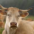001188 Vache (Bos taurus domesticus) de race Charolaise en Auvergne (Puy-de-Dme (63), France). L'animal est couch dans un pr. 