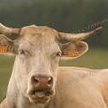 001189 Vache (Bos taurus domesticus) de race Charolaise en Auvergne (Puy-de-Dme (63), France). L'animal est couch dans un pr. 