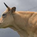 001190 Vache (Bos taurus domesticus) de race Aubrac en Auvergne (Puy-de-Dme (63), France). Animal de profil.