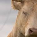 001191 Portrait de vache (Bos taurus domesticus) de race Charolaise en Auvergne (Puy-de-Dme (63), France). L'animal semble profondement las et fatigu.