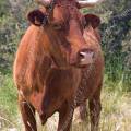 001192 Portrait d'une vache (Bos taurus domesticus) de race Salers en Auvergne (Puy-de-Dme (63), France).