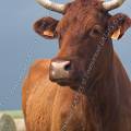 001193 Portrait d'une vache (Bos taurus domesticus) de race Salers en Auvergne (Puy-de-Dme (63), France).