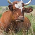 001194 Vache (Bos taurus domesticus) de race mixte en Auvergne (Puy-de-Dme (63), France). L'animal est couch dans un pr et semble particulirement jovial.